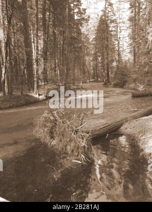 Blick auf den Yosemite Creek im Yosemite Valley, Sierra Nevada in Nordkalifornien, Vereinigte Staaten, Sephia Stockfoto