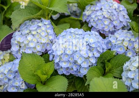 Garten-Hortensie (Hydrangea macrophylla FÜR IMMER & IMMER® Blau) Stockfoto