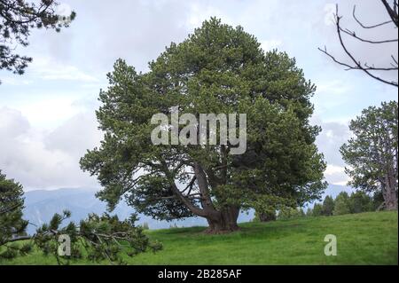 Haken-Kiefer (Pinus mugo subsp Uncinata) Stockfoto