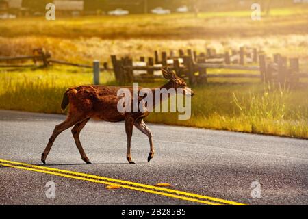 Weißwedel- oder Virginia-Rehe, mittlere Tierquerungsstraße in den USA Stockfoto