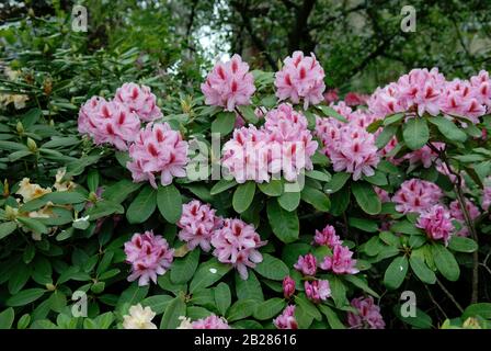 Rhododendron 'Furnivalls Daughter" Stockfoto