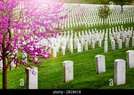 Viele Gräber in Reihen, Gräber auf dem Militär-Arlington-Friedhof und blühender Frühlings-Kirschbaum mit Blumen Stockfoto