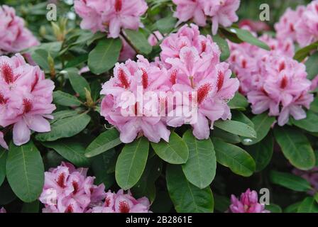 Rhododendron 'Furnivalls Daughter" Stockfoto