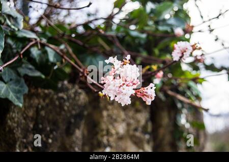 Ein Haufen hellrosa Blumen von Viburnum Bodnantense im Frühfrühling Sonnenschein vor dem Hintergrund eines Efeus an einer Wand Stockfoto