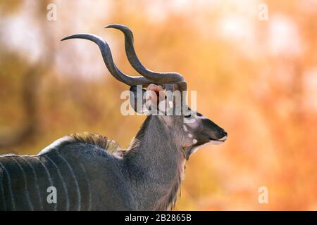 Kudu-Tier im afrikanischen Wald, reife Kudu-Stier-Silhouetten gegen das goldene Licht einer untergehenden afrikanischen Sonne, Vorderansicht eines Porträts von männlichen Greate Stockfoto