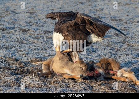 Weißkopfseeadler (Haliaetus leucocephalus), der auf einem am Straßenrand getöteten Hirsch, Iowa, USA, scavenging. Stockfoto