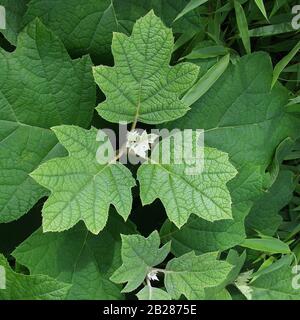 Hydrangea quercifolia Stockfoto