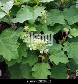 Hydrangea quercifolia Stockfoto