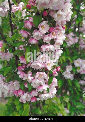 Malus 'Van Eseltine' Stockfoto