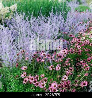 Perovskia atriplicifolia 'Blue Spire' Stockfoto