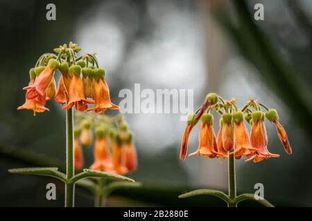 Detaillierte Nahaufnahme kalanchoe pubescens orangefarbene Blumen Stockfoto