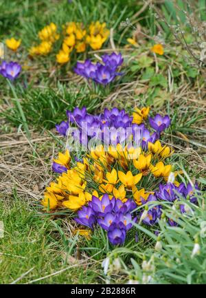 Fruehlingskrokus, Krokus Siebold. Stockfoto