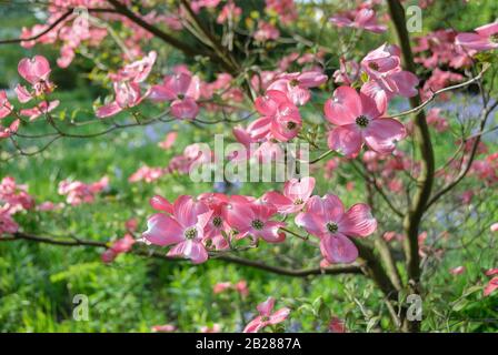 Amerikanischer Blueten-Hartriegel (Cornus Florida rubra). Stockfoto