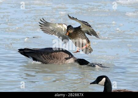 Gänseducking als Mallard Henne landet Stockfoto