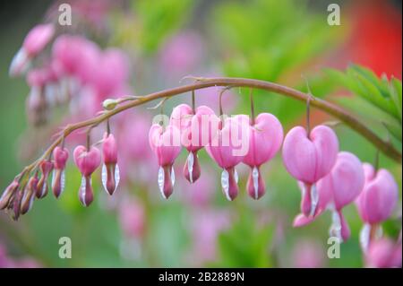 Traenendes Herz (Campanula pyramidalis Californica) Stockfoto