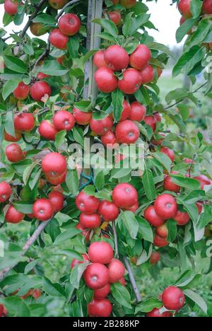 Apfel (Malus Domestica 'Topaz') Stockfoto