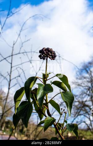 Ein Haufen lila Beeren des gemeinen Efeus Hedera Helix überführen einen Stielchen mit Blättern gegen eine weiße flauschige Wolke in einem blauen Himmel Stockfoto