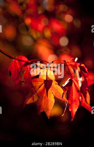 Nahaufnahme der rot hinterleuchteten Ahorn-Blätter im Herbst Stockfoto