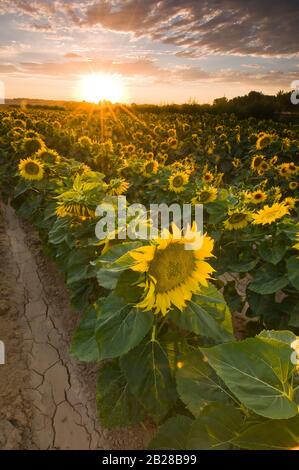 Viele gelbe Köpfe reifer Sonnenblumen in einer Landwirtschaft haben alle auf einem Bett grüner Blätter in einem landwirtschaftlichen Feld unter dem Himmel des Sonnenuntergangs ruhen lassen Stockfoto