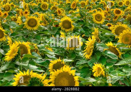 Viele gelbe Köpfe reifer Sonnenblumen in einer Landwirtschaft ladeten alle auf einem Bett grüner Blätter Stockfoto