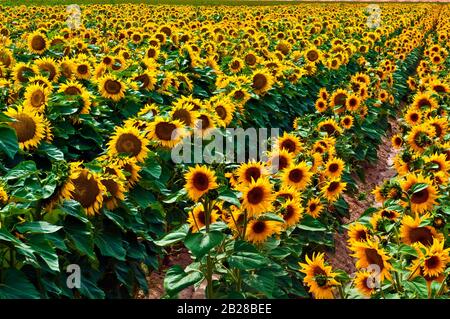 Viele gelbe Köpfe reifer Sonnenblumen in einer Landwirtschaft haben alle auf einem Bett grüner Blätter in einem landwirtschaftlichen Feld ruhen lassen Stockfoto