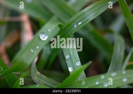 Grasstränge mit Wassertröpfchen, Makro, Detail Stockfoto