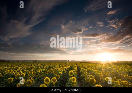 Viele gelbe Köpfe reifer Sonnenblumen in einer Landwirtschaft haben alle auf einem Bett grüner Blätter in einem landwirtschaftlichen Feld unter dem Himmel des Sonnenuntergangs ruhen lassen Stockfoto