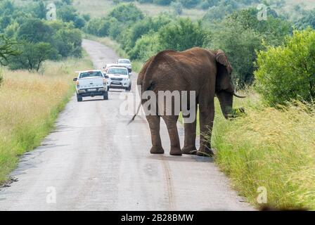 Pilanesberg National Park, Südafrika - 20. februar 2020: Elefanten (Loxodonta Africana) gehen auf der Straße, Autos müssen dafür anhalten. Stockfoto