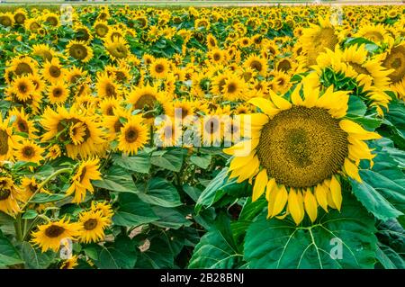 Viele gelbe Köpfe reifer Sonnenblumen in einer Landwirtschaft ladeten alle auf einem Bett grüner Blätter Stockfoto