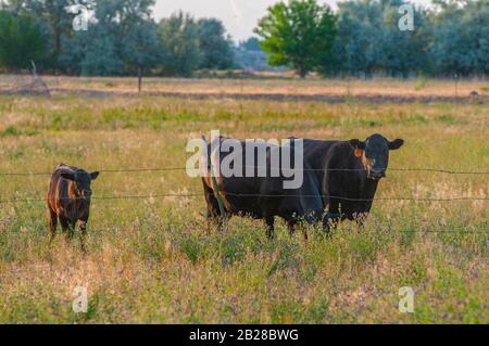 Zwei schwarze Kühe und ein Kalb Weiden in einem grasigen, von Bäumen gesäumten Feld hinter einem dreidrahigen Stacheldrahtzaun. Stockfoto