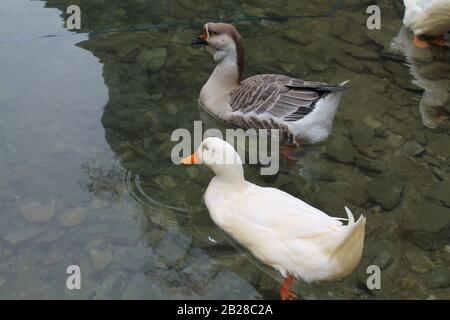 Ein erstaunliches Paar von wilden Enten, Enten schwimmen in einem Fluss Treska in der Nähe von Skopje, Nord-Mazedonien Stockfoto