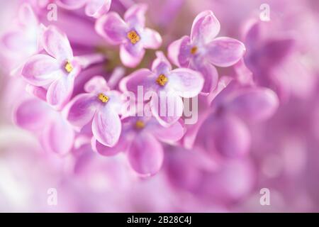 Makrobild von Lila Blumen. Abstrakter Blumenhintergrund. Sanfter hellvioletter Blumenhintergrund. Sehr geringe Schärfentiefe, selektiver Fokus Stockfoto