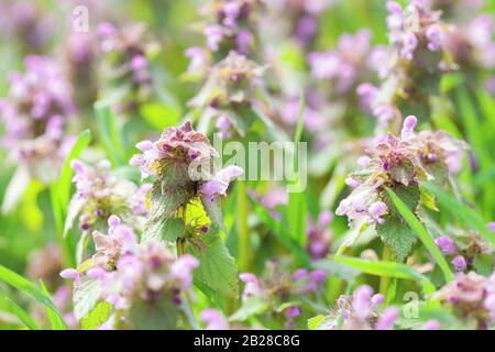 Nahaufnahme von Purple Dead-Nettle (Lamium Purpureum) in Blüte. Selektiver Fokus. Stockfoto