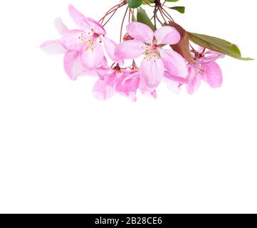Ast mit hellrosafarbenen Blumen aus dekorativem Apfelbaum (japanische blühende Krabbe) isoliert auf weißem Grund. Stockfoto