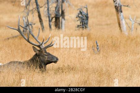 Large Bull Elk mit vollem Geweihregal, das in einem Feld von späten goldenen Gräsern und alten Gestrüpp einlegt und isoliert wird Stockfoto