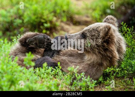 Der auf dem Rücken liegende Bärenkub im grünen Gras. Nahaufnahme des braunen Bären im Sommerwald am sonnigen Tag. Grüner Wald natürlicher Hintergrund. Stockfoto