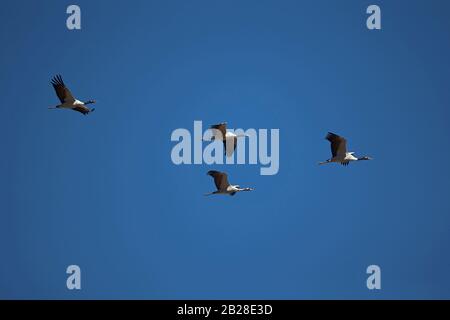 Schwarzhalskrane (Grus nigricollis) im Flug über dem Phobjikha-Tal, dem wichtigsten Überwinterungsplatz in Bhutan Stockfoto