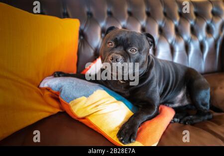 Ein Hund aus Staffordshire Bull Terrier, der auf einem braunen Vintage-Ledersofa mit leuchtend orangefarbenen Kissen liegt. Stockfoto