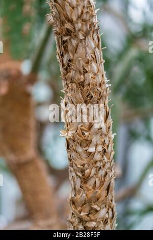 Detaillierte Nahaufnahme eines Palmenstamms Stockfoto