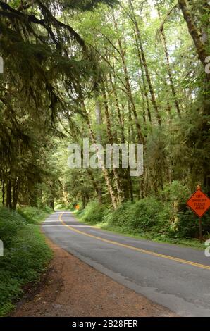 PARKS UND ERHOLUNG: VOLUME 6-Ike Kinswa State Park ist ein öffentliches Erholungsgebiet im Bundesstaat Washington, eines von 142 im gesamten schönen Bundesstaat. Stockfoto