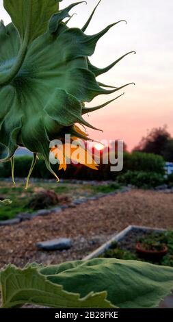 Die Strahlen der untergehenden Sonne leuchten zu den hinterleuchteten gelben Blumenblättern eines Sonnenblumenkopfes, wie er von der Rückseite der Blüte aus gesehen wird Stockfoto
