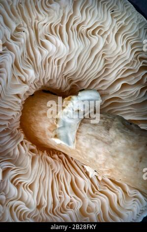 Portobello-Pilz von unten bis zu seinen Kiemen, Ring, Rock und stipe Stockfoto