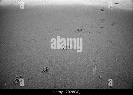 Hundespuren am Strand, Tiere in Freiheit Stockfoto