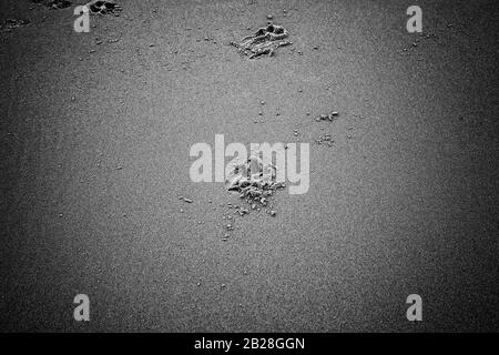 Hundespuren am Strand, Tiere in Freiheit Stockfoto