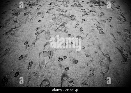 Hundespuren am Strand, Tiere in Freiheit Stockfoto