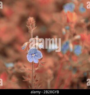 Schöne blaue Blume im Waldkunstfoto Stockfoto
