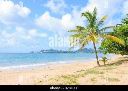 Vigie Strand an einem sonnigen Sommertag mit Trouya im Hintergrund krachende Wellen, weisses Wasser sonniger blauer Himmel und endloser Sand mit Kokosnussbaum Stockfoto