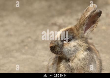 Niedliche kleine flauschige Hase Whit schöne braune Augen auf ländlichen Boden Schmutz, Porträt. Bild eines Kaninchens mit Kopierraum. Stockfoto