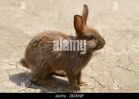 Niedliche braune Kaninchen / Hase / auf rissigen ländlichen Boden Schmutz, Nahaufnahme Stockfoto