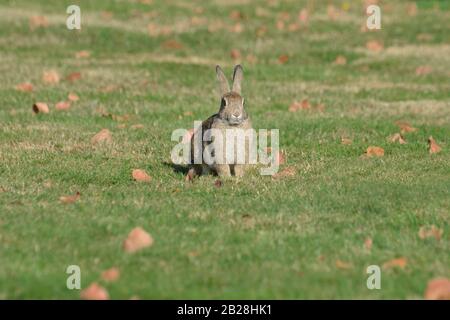 Niedliche europäische Kaninchen auf grünem Gras mit Herbstblättern Hintergrund Stockfoto